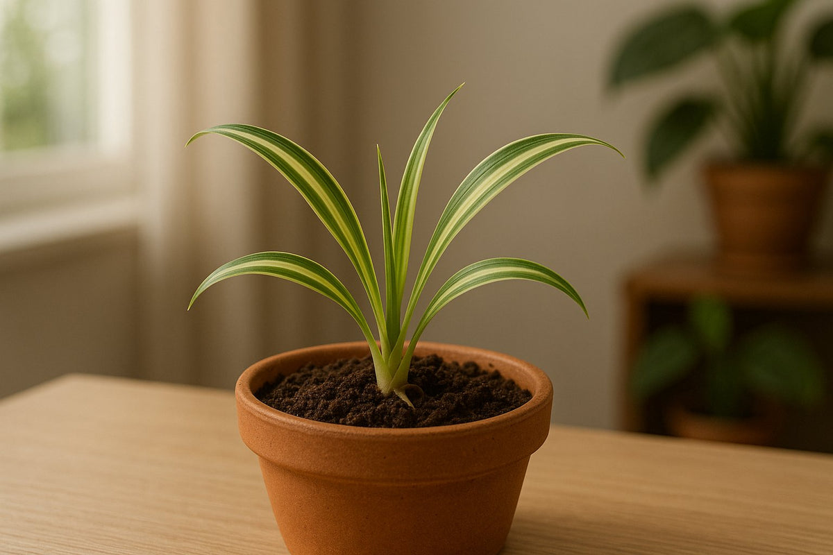 monstera gelb Monstera Aurea main image 1
