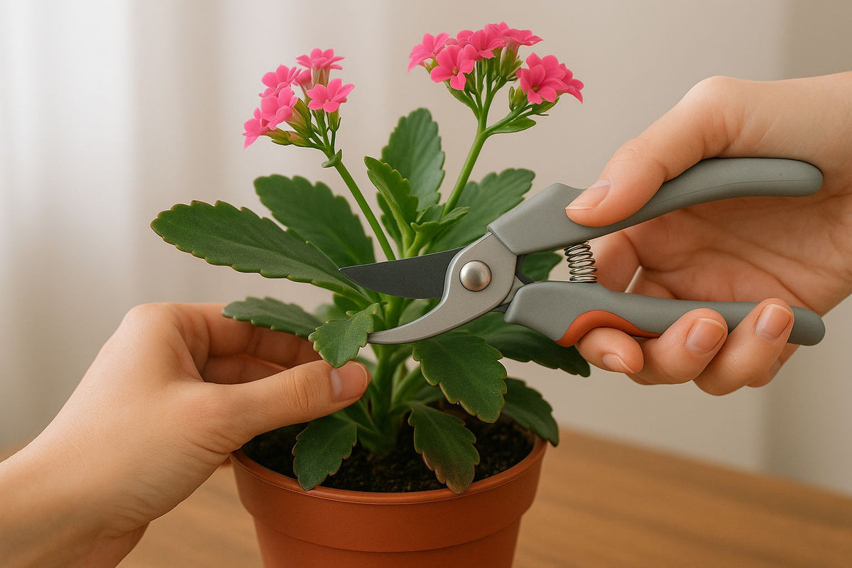 Kalanchoe richtig schneiden: Tipps fr gesunde Pflanzen  Florage.de