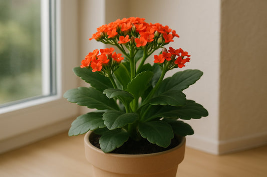 Der ideale Kalanchoe-Standort: So gedeiht dein Flammendes Käthchen