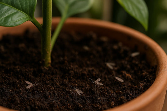 Kleine Fliegen in der Blumenerde: Was tun gegen Trauermücken?