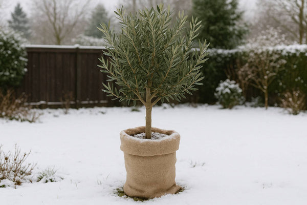 Wie winterhart ist dein Olivenbaum? Bis wieviel Grad hält er durch?