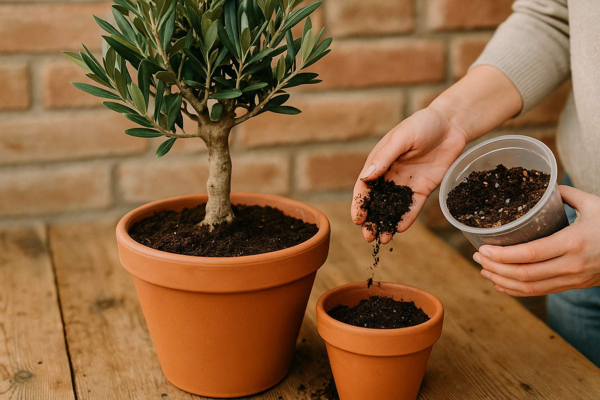 Die beste Erde fr deinen Olivenbaum: Tipps & Mischungen  Florage.de
