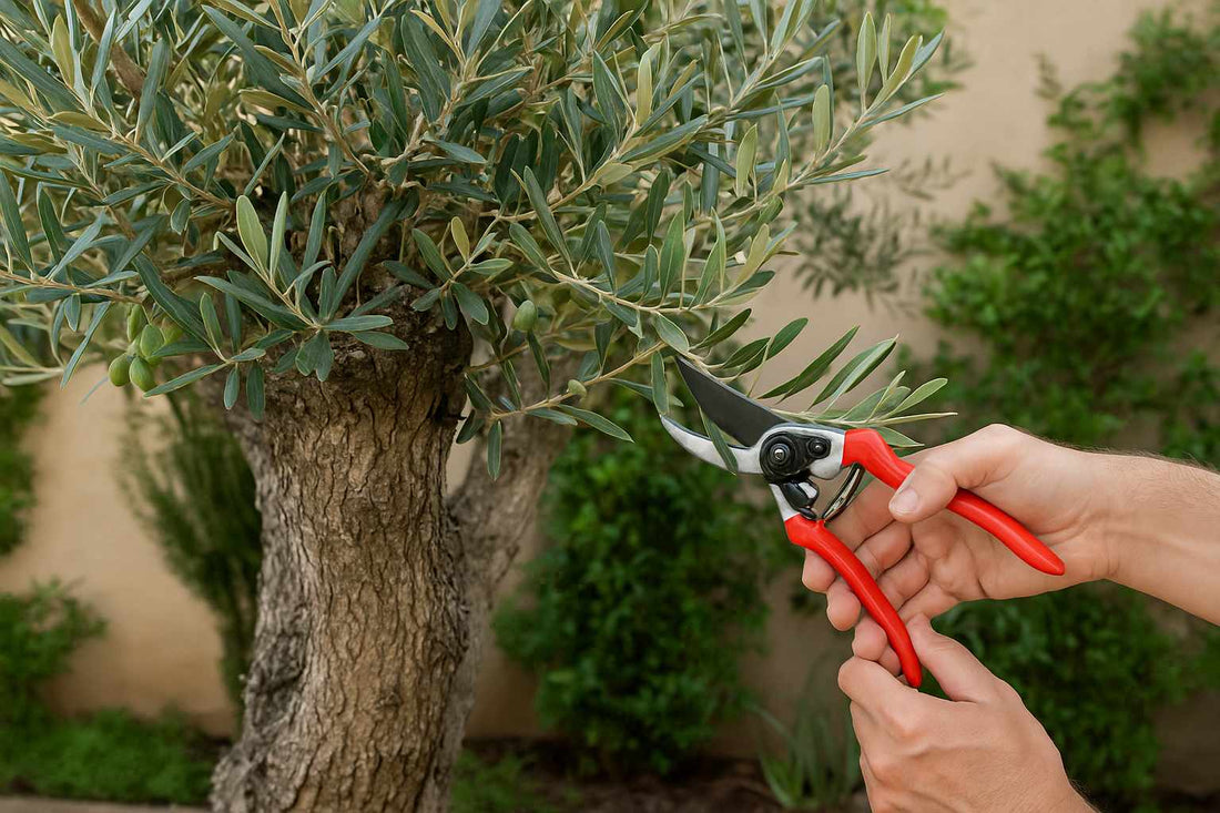 Olivenbaum richtig schneiden: So bleibt dein Baum gesund
