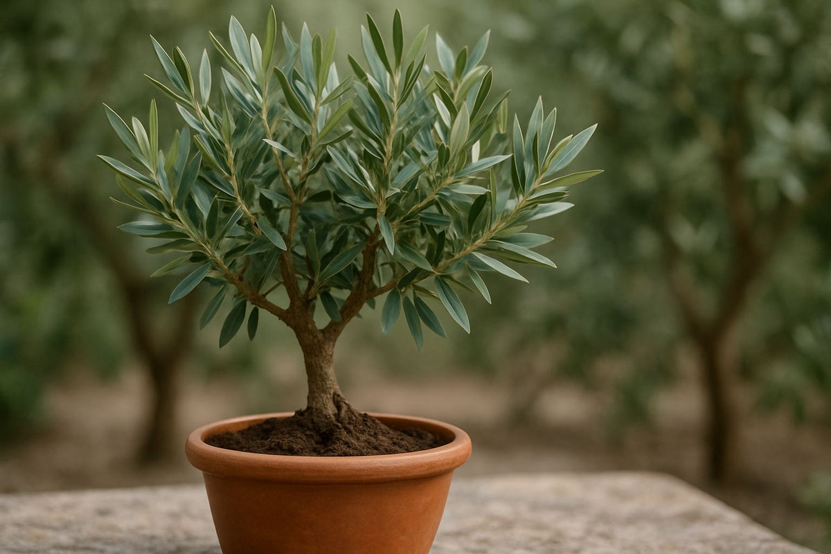 Olivenbaum dngen: Der beste Dnger fr dein Bumchen  Florage.de