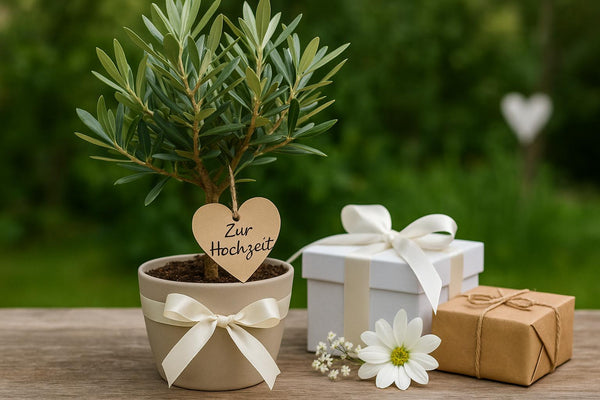 Olivenbaum zur Hochzeit – Symbolik & Pflegetipps
