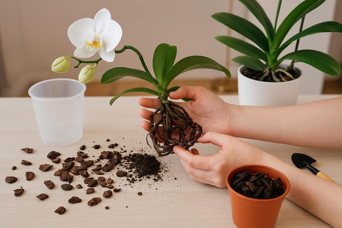 Orchideen richtig umtopfen: Schritt-fr-Schritt-Anleitung  Florage.de