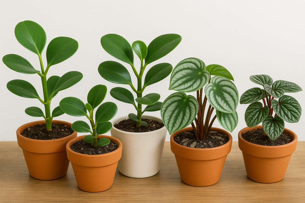 Peperomia Arten: Vielfalt und Pflege fr dein Zuhause  Florage.de