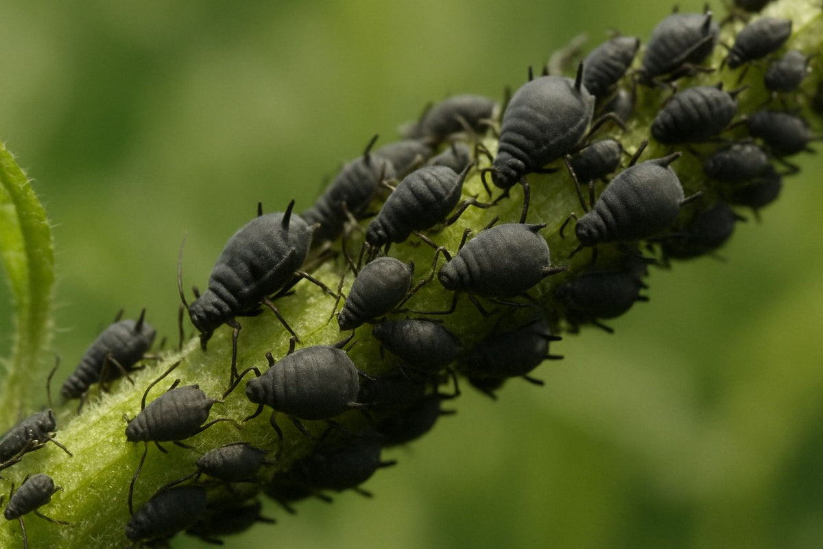 Schwarze Blattluse: Alles, was du ber sie wissen musst  Florage.de