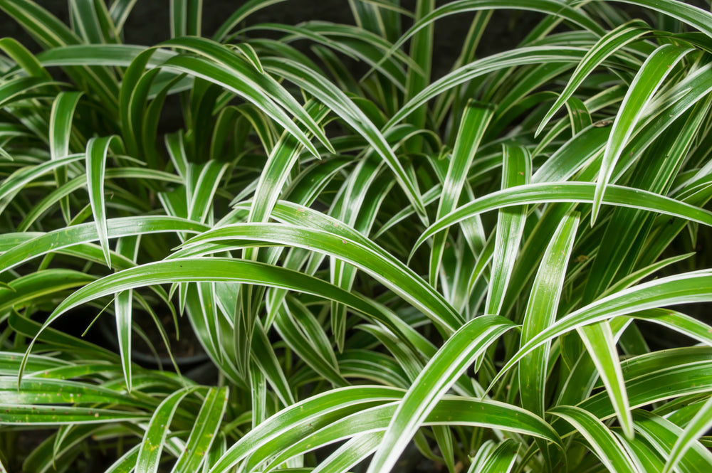 Grünlilie Arten – Chlorophytum Sorten im Vergleich