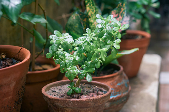 Crassula Arten – 12 Sorten & Pflege-Tipps