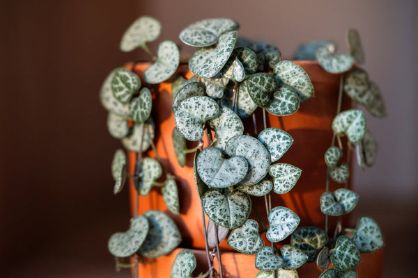 String of Hearts vermehren - 4 Methoden & Tipps