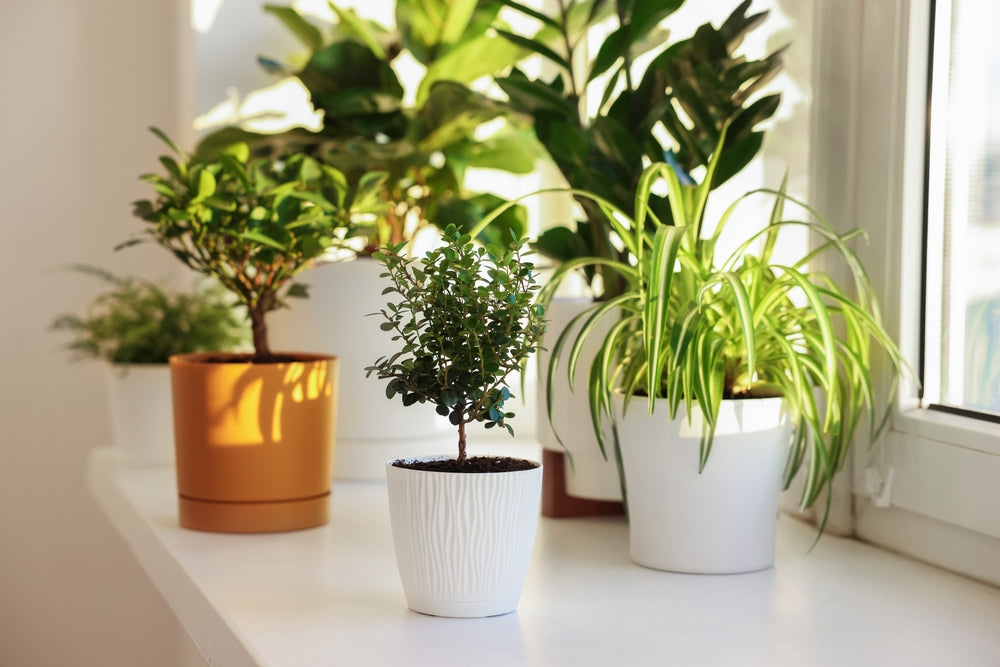 pH-Wert Pflanzen Tabelle  Werte fr 60+ Arten  Florage.de
