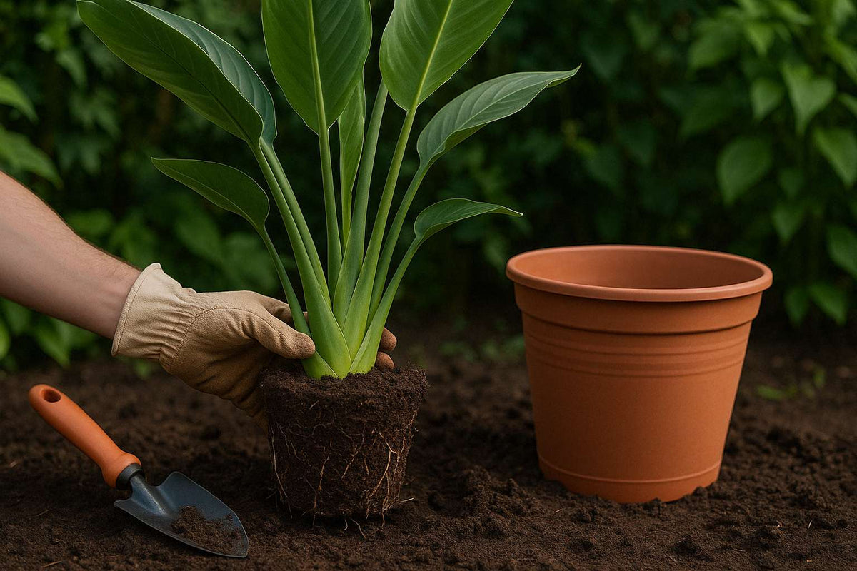 alocasia gageana aurea variegata 4