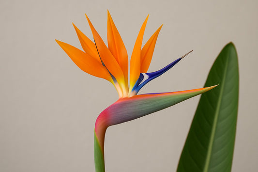 Die Strelitzien Blüte: Dein Schlüssel zur exotischen Zimmerpflanze