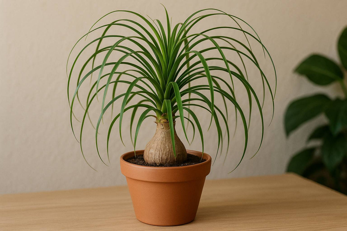Der ideale Topf fr deinen Elefantenfu - Das musst du wissen!  Florage.de