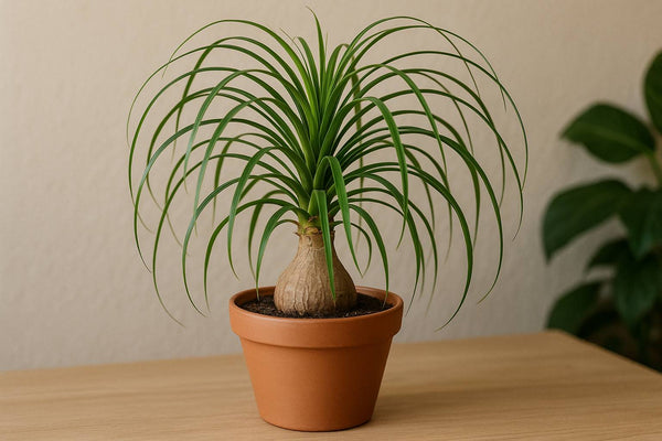 Den besten Topf für deinen Elefantenfuß auswählen