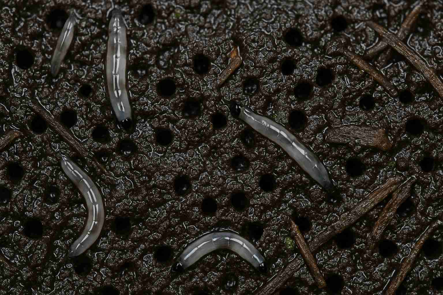 Trauermücken in Blumenerde: Dein Weg zur Lösung