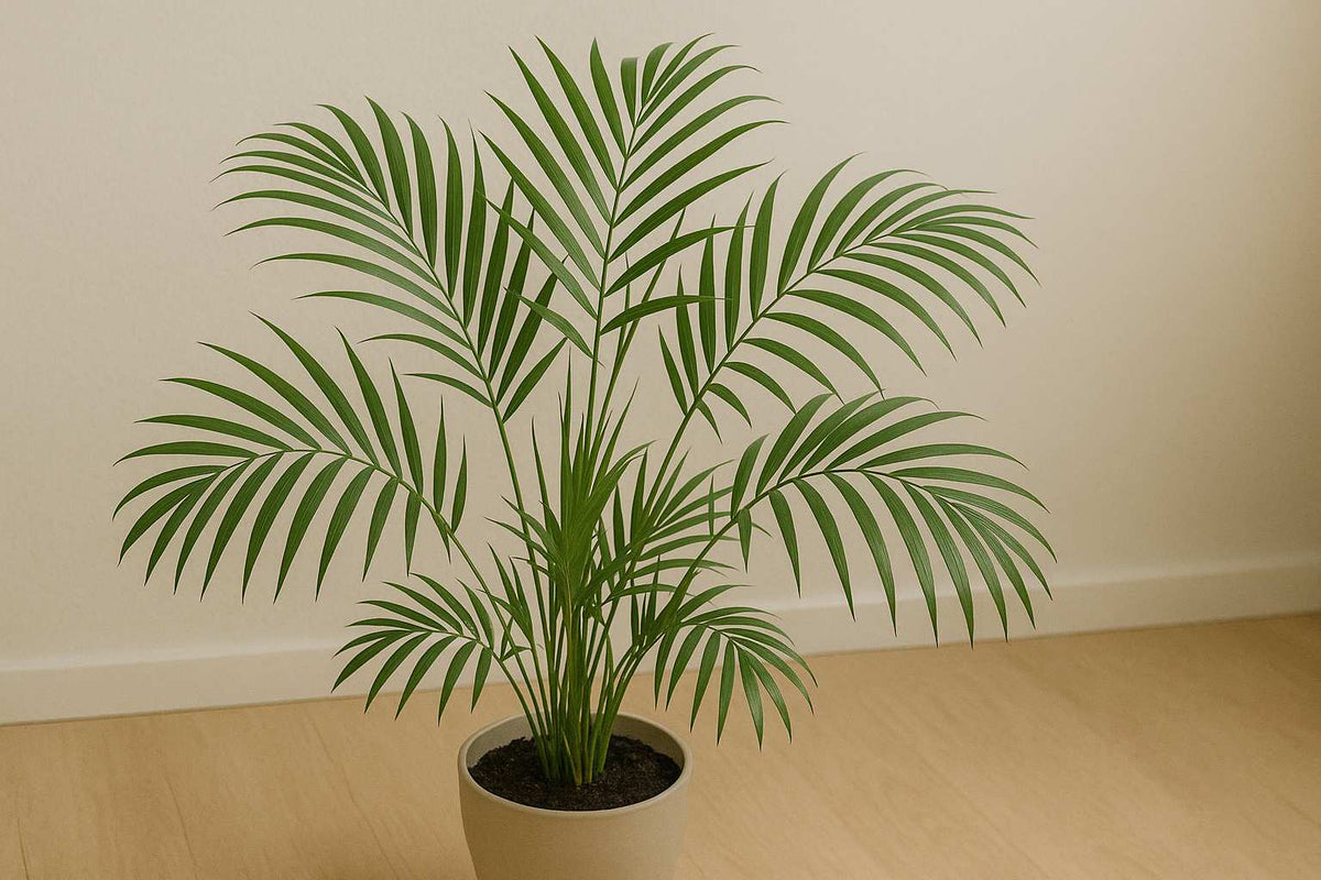 Welche Palme hast du? So erkennst du deine Zimmerpalme  Florage.de