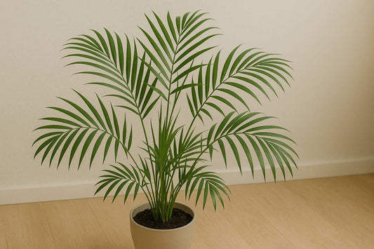 So findest du heraus, welche Palme du hast