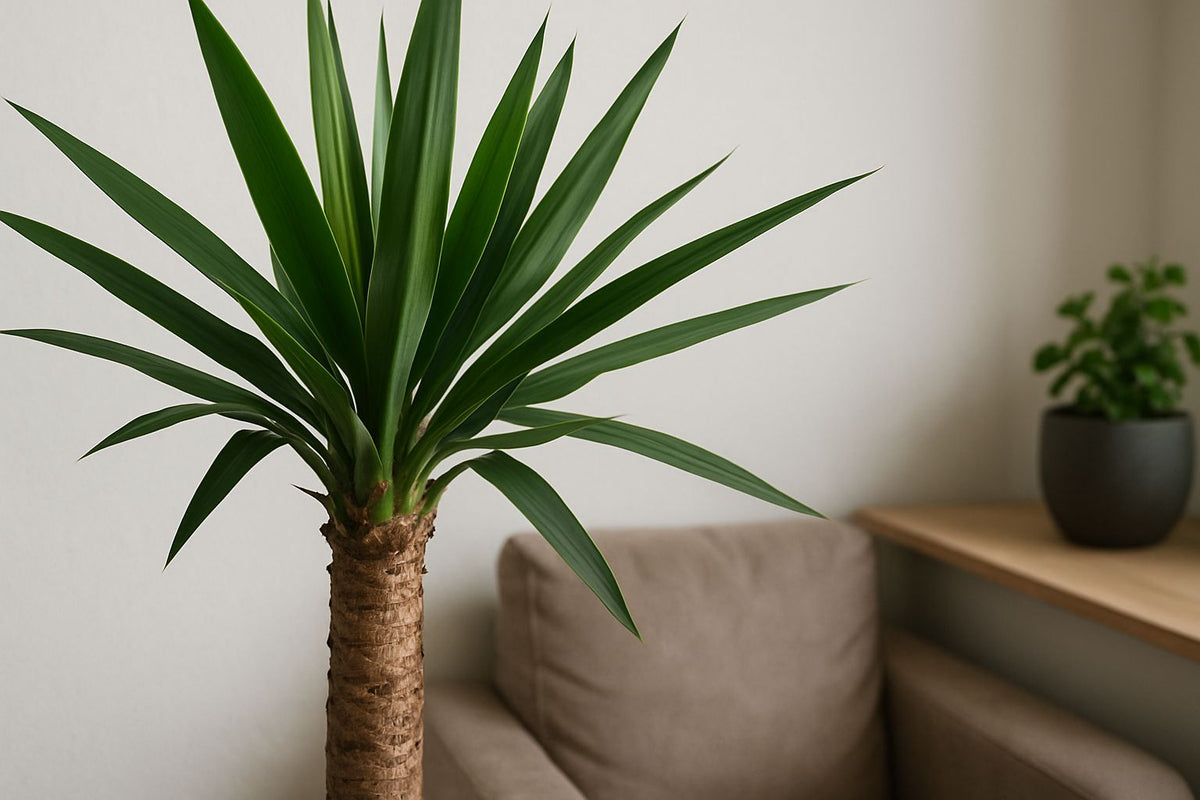 Ist die Yucca-Palme giftig? Alles, was du wissen musst  Florage.de