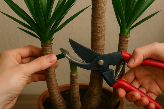 Yucca Palme schneiden: Dein Weg zur perfekten Zimmerpflanze