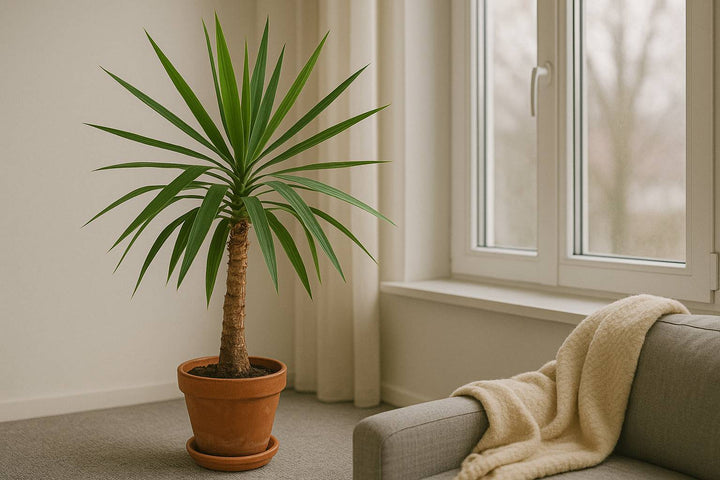 So überwinterst du deine Yucca Palme erfolgreich