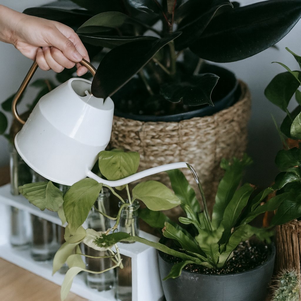 Wie oft sollten Zimmerpflanzen gegossen werden?