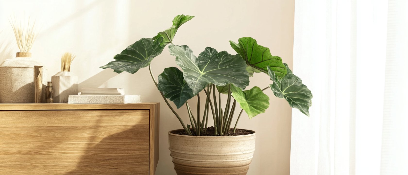 Alocasia Low Rider kaufen