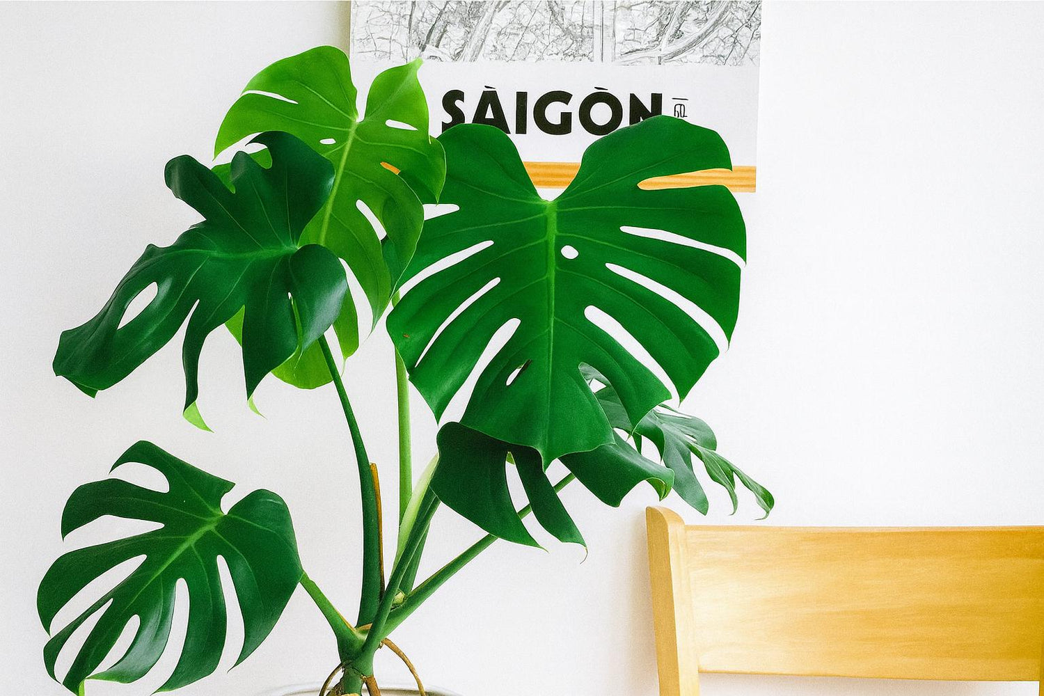 Monstera