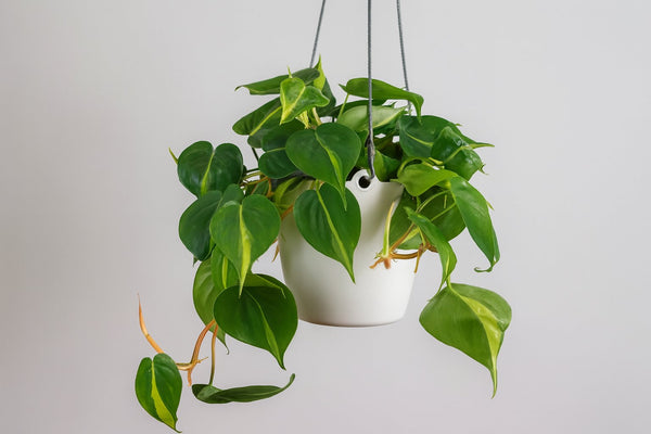 Philodendron