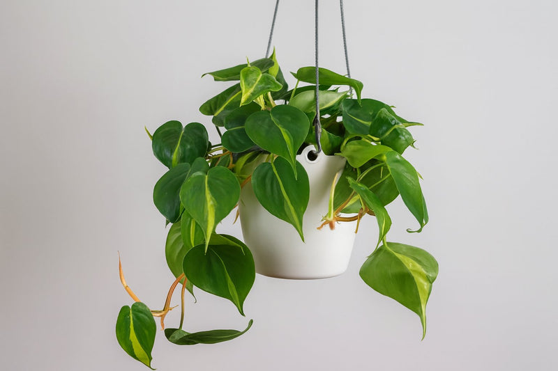 Philodendron kaufen