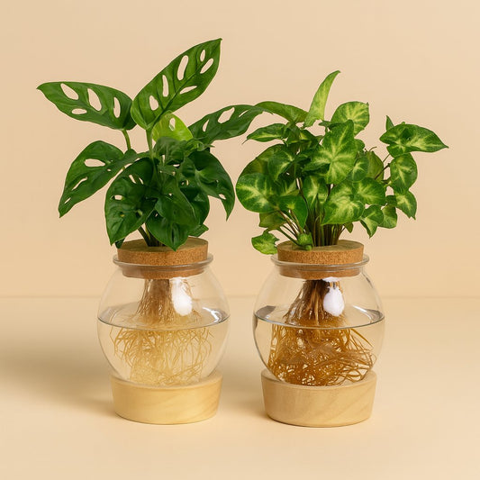 Bowlglas-Duo Monstera Adansonii/Syngonium Green - 12-30cm