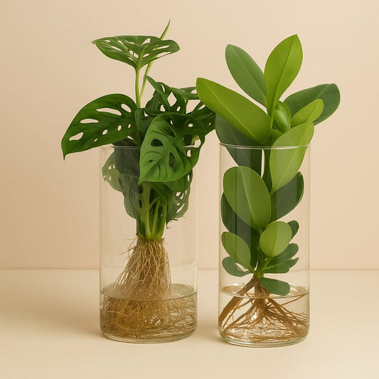 Zylinder-Glas Duo Monstera/Clusia - 2 Stück - 25-40cm