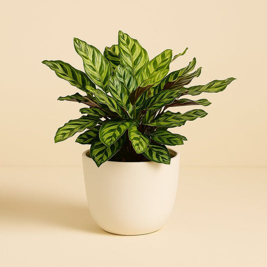 Calathea Makoyana - 45cm