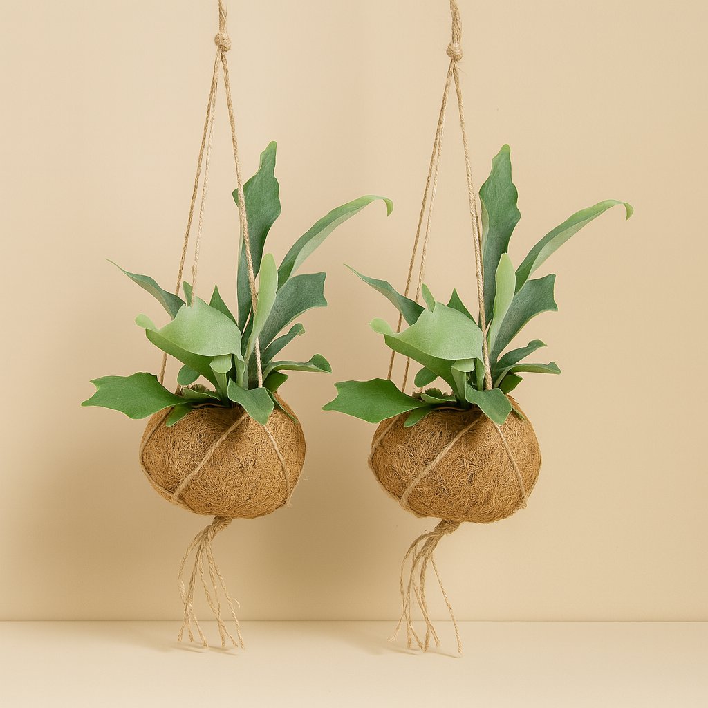 2x Kokodama Platycerium - 35cm