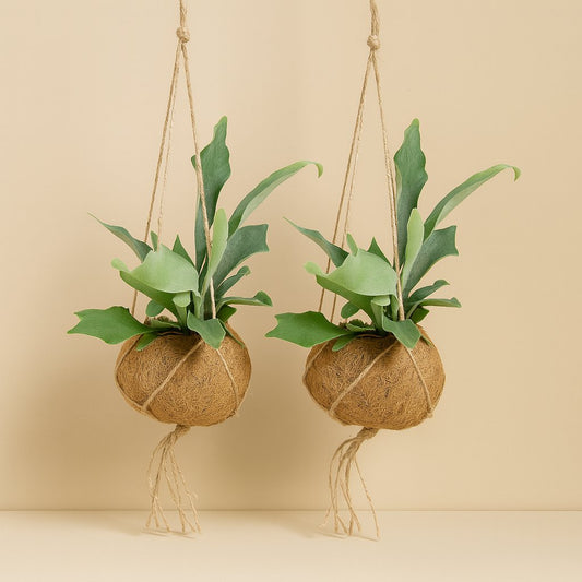 2x Kokodama Platycerium - 35cm