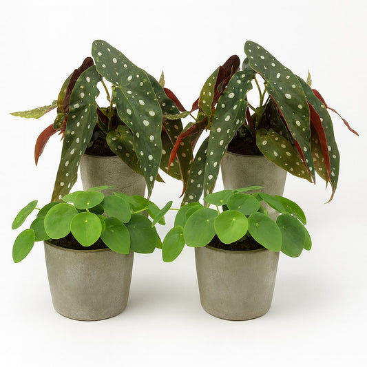 2x Pilea Peperomioides + 2x Begonia Maculata - 4 Stück - 20cm