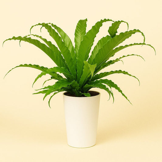 Asplenium Osaka - 40cm