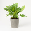 Aglaonema B.J, Freedman