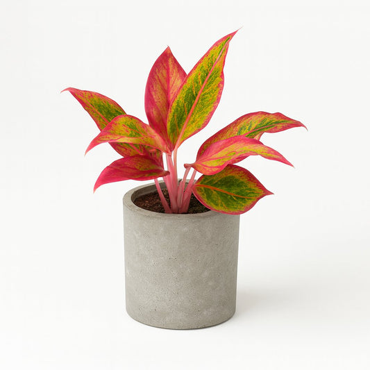 Aglaonema Crete - 30cm