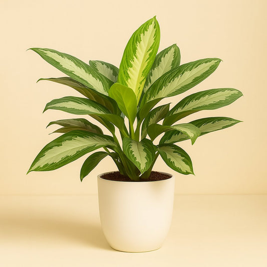 Aglaonema Diamond Bay - 80cm