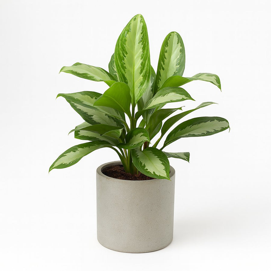 Aglaonema Diamond Bay - 80cm in einem modernen Studio mit modernem Topf