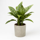 Aglaonema Green Lady - 60cm in einem modernen Studio mit modernem Topf
