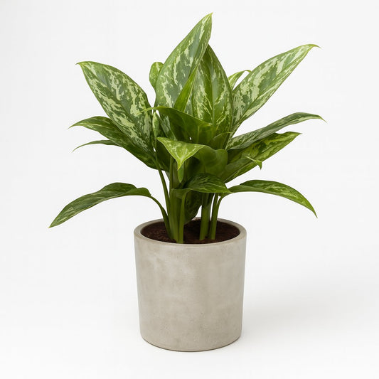 Aglaonema Green Lady - 60cm