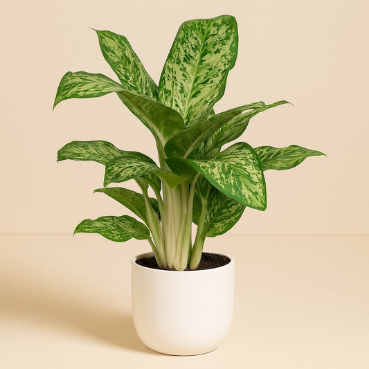 Aglaonema Greenlight