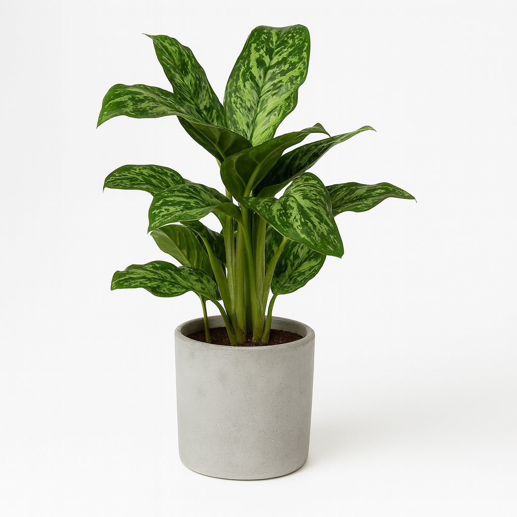 Aglaonema Greenlight