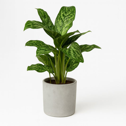 Aglaonema Greenlight