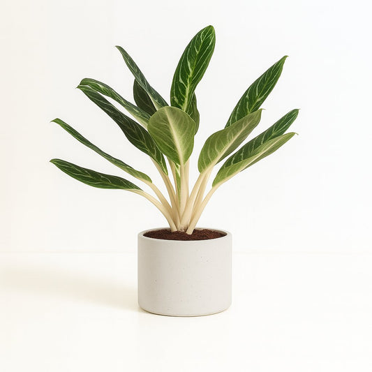 Aglaonema Keylime - 60cm
