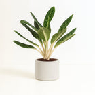 Aglaonema Keylime 60cm im 17cm Topf