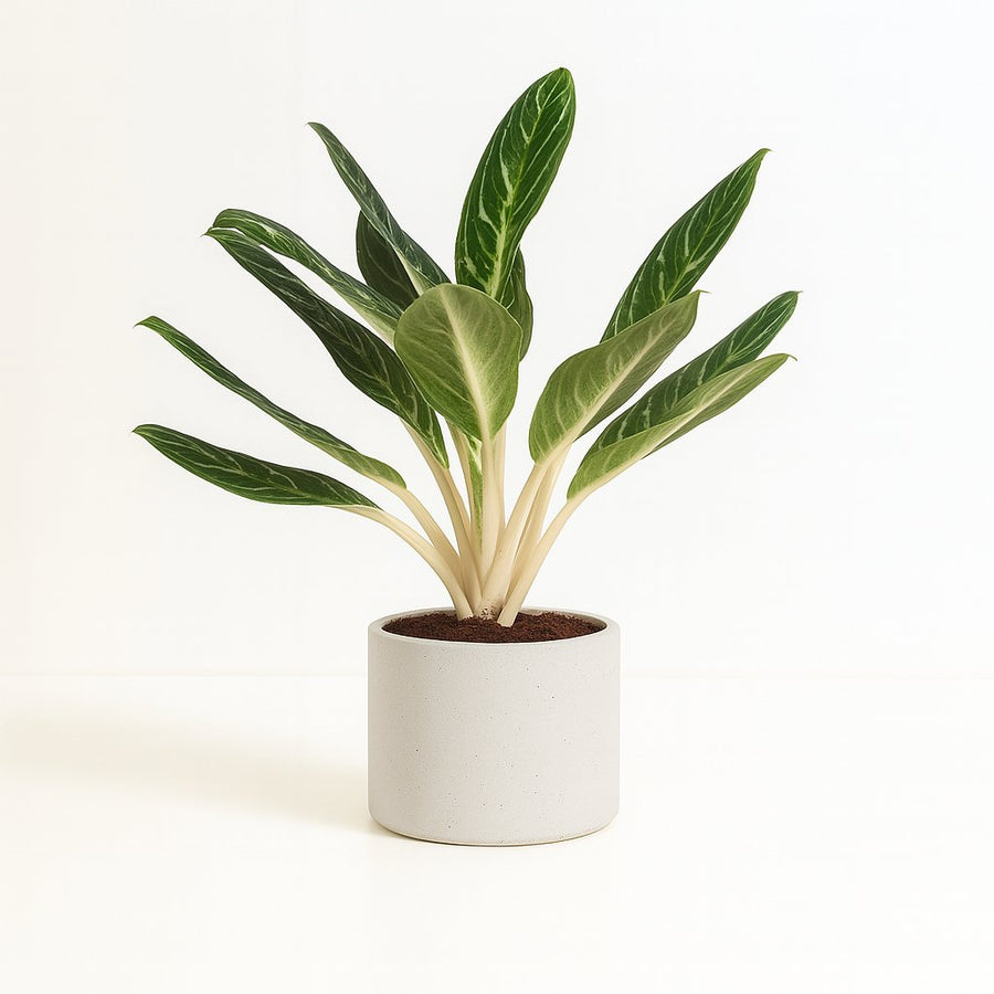 Aglaonema Keylime 60cm im 17cm Topf
